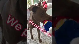 Spoiling Beau & Brandy &ndash; They Deserve It, Right? #spoileddog #dogtoys #adoptdontshop