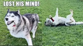 Husky Lost His Mind In The Storm!