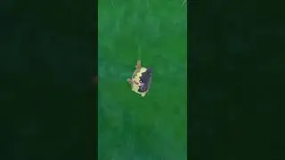 Morpeko In Pok&eacute;mon Scarlet and Violet DLC