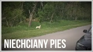Niechciany pies szybko znalazł nowy dom