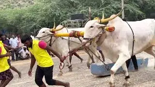 Animela eddula potilu 2022- DSK bulls first price winner  #animela #dasara #dskbulls #bull 05SEP2022
