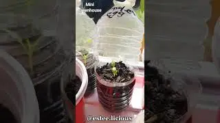 👌Cheap Mini Greenhouse idea | Greenhouse From Plastic Water Bottles