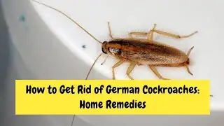 How to Get Rid of German Cockroaches: Home Remedies
