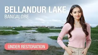 Bellandur Lake Bangalore: From Serenity to Environmental Crisis