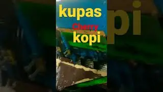 mengupas kulit Cherry kopi ( arabika proses fullwash )
