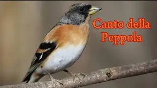 Canto/richiamo della Peppola