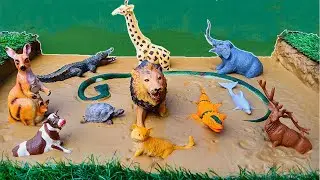 Washing Muddy Sea, Wild, and Reptile Animals | Fun Animal Facts for Kids | Haider Toys World