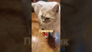 #котик #кот #рыжийкот #рыжик #марсик #catshorts #cat #prettycat #sweetheart #sweet #respect #врек
