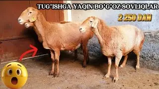 TUG'ISHGA YAQIN BO'G'OZ SOVLIQLAR ARZON NARXLARDA SHOSHILAMIZ 