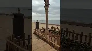 palma portixol