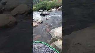 Fly fishing trout on the Big Thompson