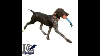 GENETICS ROLE IN DOG BEHAVIOR