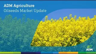 Oilseeds Market Update, February 2024