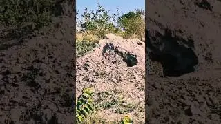 Hyena attacks leopard's den! What happened in the end?#shorts