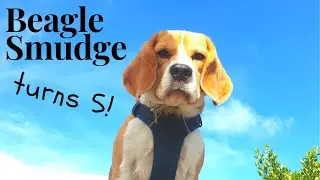 Birthday Beagle turns 5!