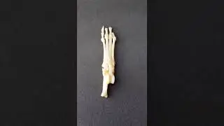 Anatom&iacute;a Animal Tarso carn&iacute;voro lado