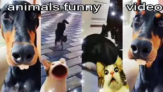 🤣anmilas funny videos 🐶😀🤣🤣&lrm;@mathuraji8529&nbsp;  /#funny #dog #funnyvideo #cute 🤣#animals #animals #vido
