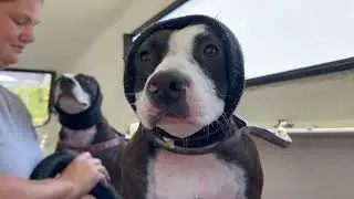 The Staffy Salon