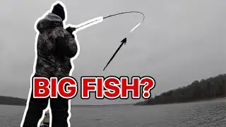 Did This Fish Win the Polar Bear Tournament?