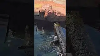 A turtle made it to the water   Черепашка добралась до воды #turtlewatching