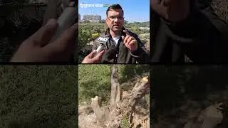 तपोवनातील नवीन एसटीपीसाठी 300 झाडं तोडली, पर्यावरणप्रेमींचा संताप