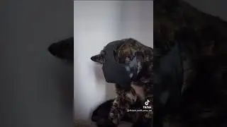 It&rsquo;s Batcat #batcat #batman #funny #meow