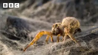 Spiderlings eat their own mum | Parenthood - BBC