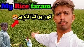 A Day on My Rice Farm | Rice Cultivation & Harvesting🌾