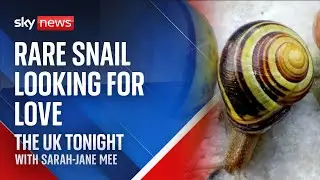 UK Tonight: Rare left-coiling snail looking for love