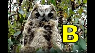 ALPHABET ANIMALS / PHONICS / ALPHABET SONG (Part 80) ABC BIRDS, BIRDS & More / EDUCATIONAL KIDS