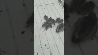 Unique geese family taking sun bath#views #trending #trendingshorts #youtubeshorts #viralshorts #fyp
