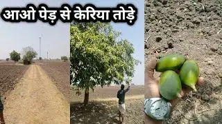 गांव की सैर आओ खेत में घूमे केरिया तोड़े