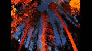 Evergreen Refuge - Embers