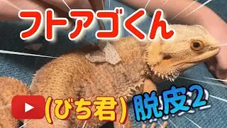フトアゴ脱皮 びち君 #フトアゴヒゲトカゲ #脱皮 #爬虫類