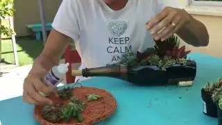 Succulent Tip of the Day Champagne bottle