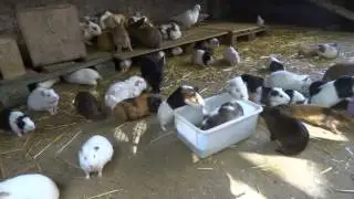 Piggie paradise!