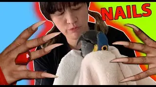 MY HYACINTH MACAW TOENAILS ARE INSANE!  *how to clip parrot nails for beginners*