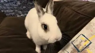 Zoey zoomies