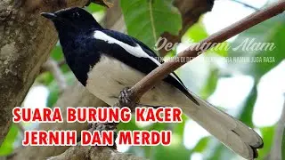 Masteran Burung Kacer Suara Jernih dan Merdu