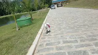 Mini cabras adestradas