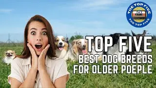 The Top 5 Dog Breeds for Older People [4K]