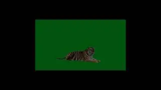 Video tiger green screen || harimau || macan