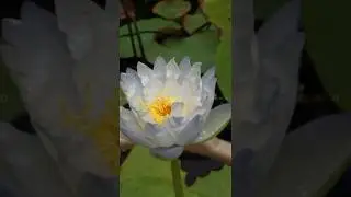 🪷water lilly and lotus garden 🪷|dream farm|#gardening