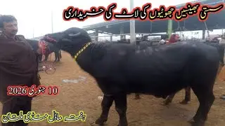 Cheap Buffalo Cattle Lot Exhibition in Multan  | 10 January 2026 |  Main Dairy Farm Multan