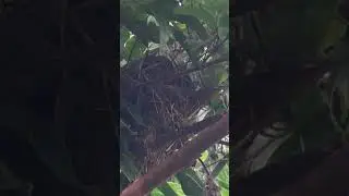 a sabia veio pro ninho