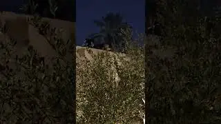 life cat 🐈 #darkness #kitten #playing #asmr #viral #shortsfeed