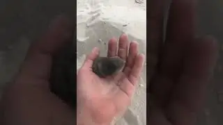 Lion at this little mole! 😍via @ adventorin