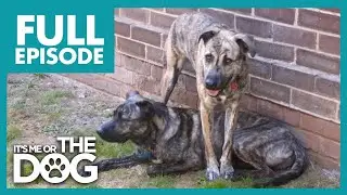 The Force Isn't With These Dogs! | Full Episode | It's Me or The Dog