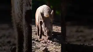 Wild Boar Feeds on Bones 🦴🐗 | Nature&rsquo;s Raw Truth #WildBoar #AnimalBehavior #WildlifeTruth