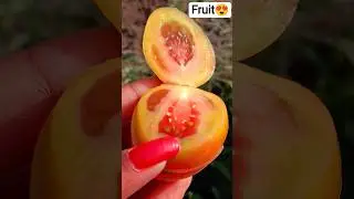 Tomato Cutting &ndash; Simple & Clean🍓🥝🍋🍑//@Food-home14G  #Fruitcutting🍒#Farming🍏#Harvesting🍓#Organic🍎